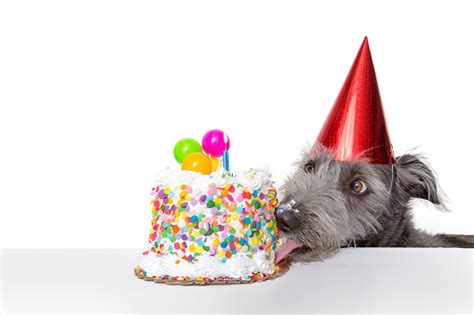 Funny Birthday Dog Eating Cake Stock Photo - Download Image Now - iStock