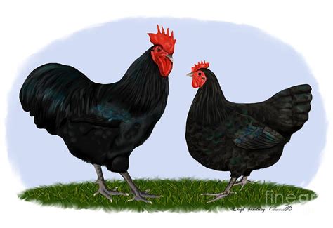 Black Australorp Rooster And Hen Digital Art by Leigh Schilling