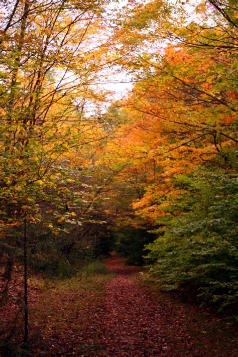 Autumn Leaves Hiking Trail | Forest Foliage Autumn Fall Nature Pictures