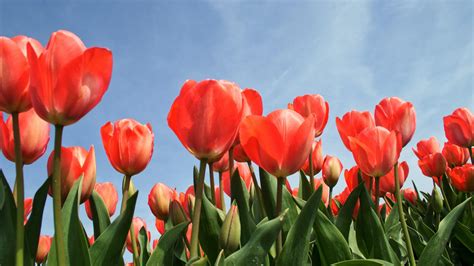 Tulip Pics