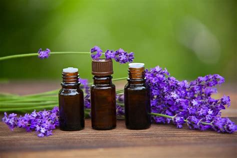 Lavender essential oil: benefits and uses - Dino System