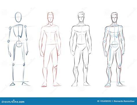 Human Anatomy Male Torso Drawing : How To Draw The Male Torso Part 1 Youtube : Without an ...