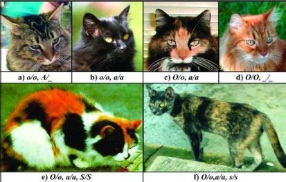 Science Types: The genetics of the calico cat