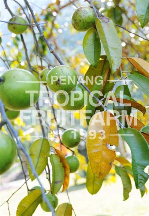 Star Apple - Penang Tropical Fruit Farm