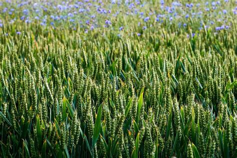 Wheat plants on field stock image. Image of grass, idyllic - 137135301