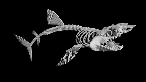 Shark skeleton 3d model Low Poly - Team 3d Yard