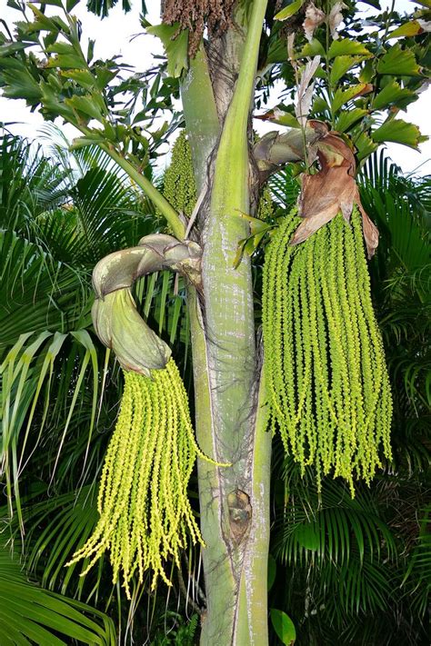 Pin on Palms