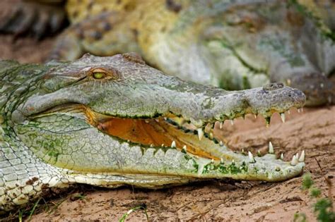 Orinoco Crocodile Pictures - AZ Animals