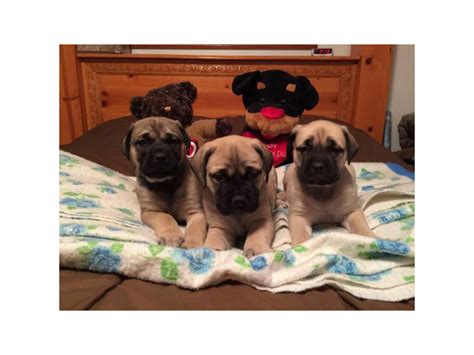 Beautiful AKC English mastiff puppies for sale Farmington - Puppies for ...