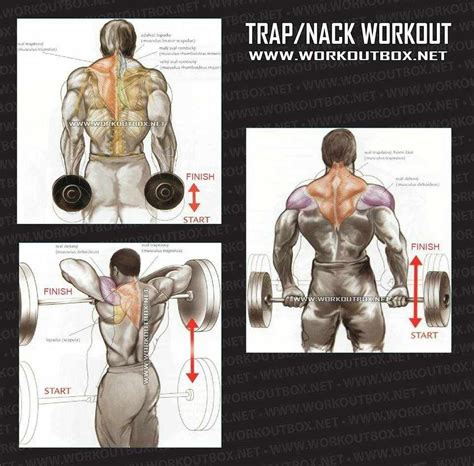 Trap / Neck Workout | Traps workout, Exercise, Workout