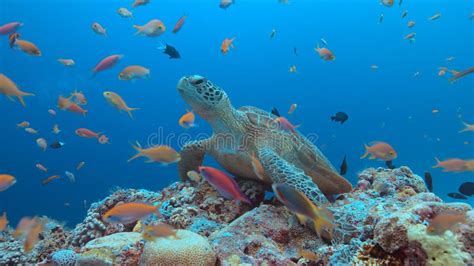 Green Sea Turtle on a Coral Reef Stock Image - Image of rliche, marine ...