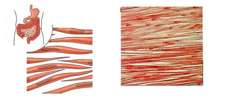 Difference Between Striated Non Striated and Cardiac Muscles | Compare the Difference Between ...