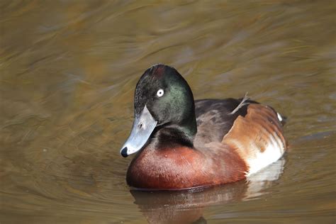 132. Baer's Pochard (Aythya baeri) | found in eastern Asia; breeds in southeast Russia and ...