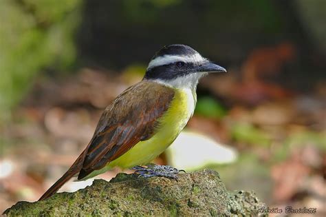 Flora y Fauna de Veracruz: AVES