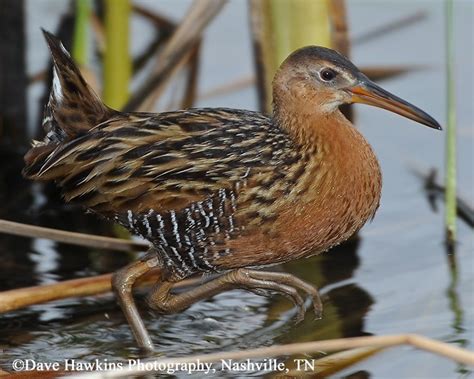 Tennessee Watchable Wildlife | King Rail - Habitat: WATER