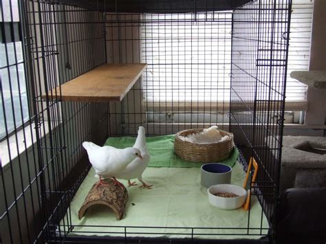 diamond dove cage set up - Google Search | Pigeon cage, Pet pigeon, Pigeon