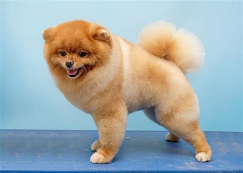 45 Pomeranian Haircuts & Grooming Ideas for Dog Lovers (2024 Styles)