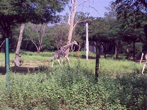 Arignar Anna Zoological Park (Chennai (Madras)) - 2021 All You Need to Know BEFORE You Go ...