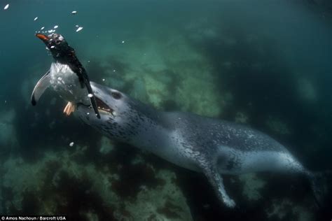 Not so cute after all, then! Fierce leopard seal displays its two-inch teeth as it hunts down a ...