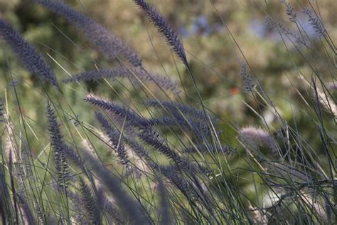 grass seed heads-2645 | Stockarch Free Stock Photo Archive