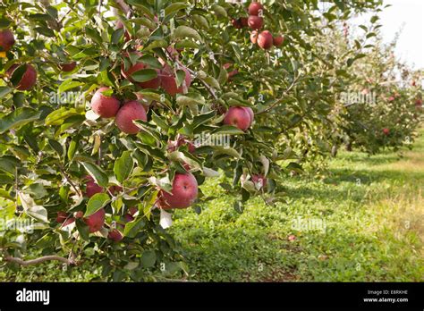 Apple orchard - Pennsylvania USA Stock Photo - Alamy