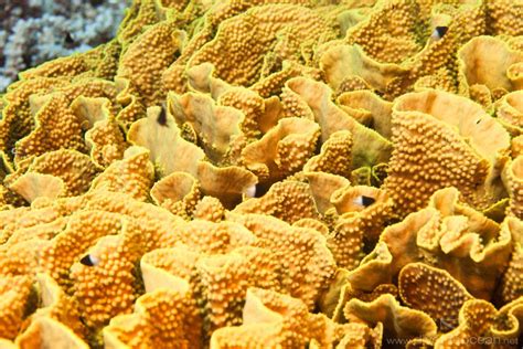 Yellow waver coral (Turbinaria mesenterina) | Coral, Patterns in nature, Underwater photos