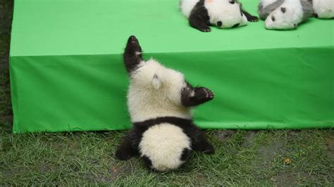 Silly Baby Panda Falls Flat on Its Face During Public Debut of 23 Giant Panda Cubs in China ...