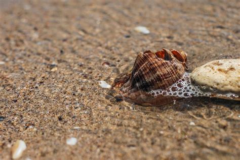 Free picture: beach, sand, shell, seashore, seashell, sea, shore, nature