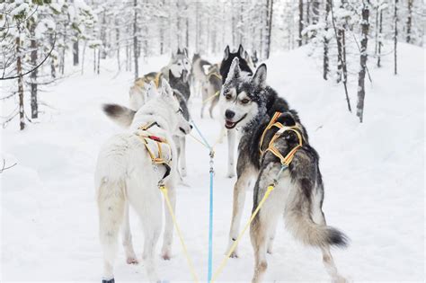 Sweden – The best winter activities for the whole family - Paradise Break