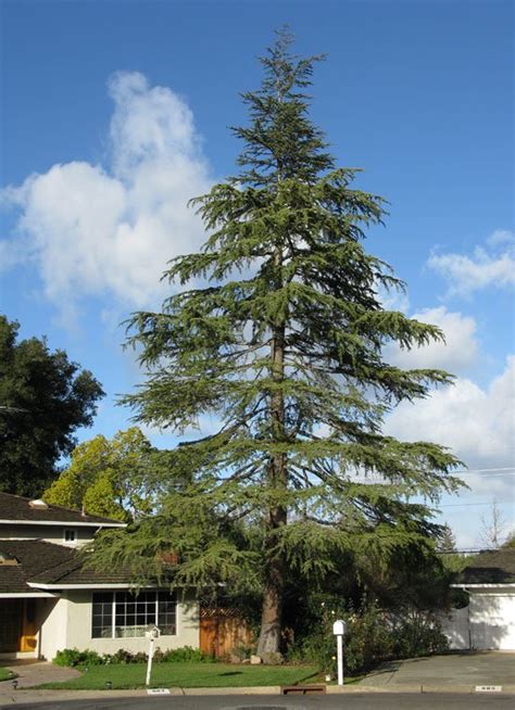 Cedar Deodar For Sale Online | The Tree Center