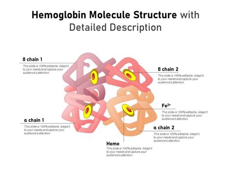 Hemoglobin Molecule Structure With Detailed Description | Presentation Graphics | Presentation ...