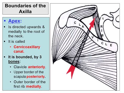 Abscess of axilla. Primary Tubercular Abscess of the Axilla: A Rare Case Study and Comprehensive ...