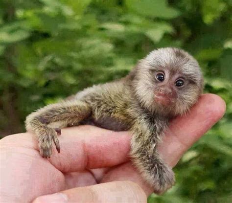 World Smallest Monkey Pygmy Marmoset or Finger Monkey. | Animals ...