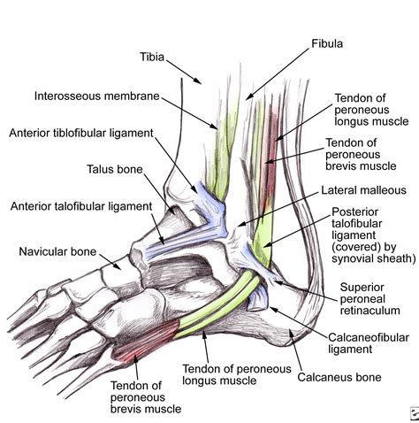 Foot Diagram Bottom Tendons