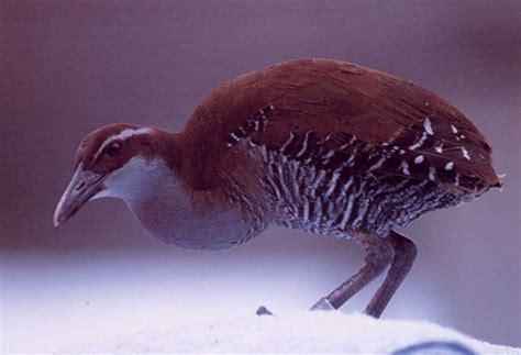 Guam Bird - Ko'ko aka Guam Rail | Guam, Island style, Bird