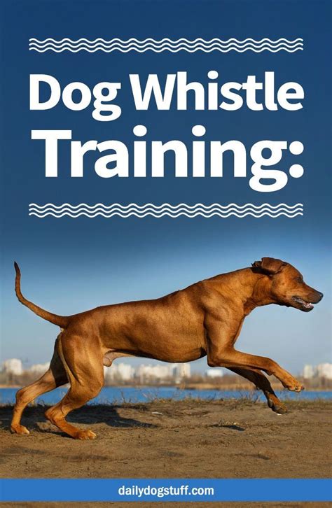 Dog Whistle Training: When to Use it & How to Get a Dog to Listen | Dog ...