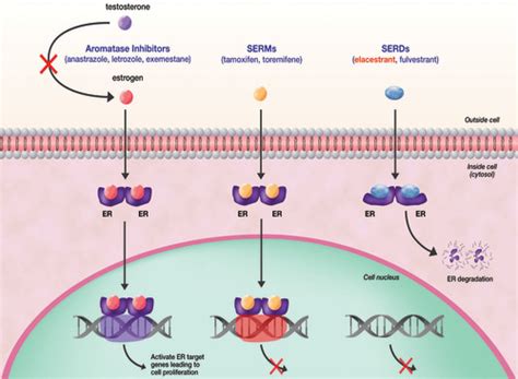 Full article: EMERALD: Phase III Trial of Elacestrant (RAD1901) vs ...