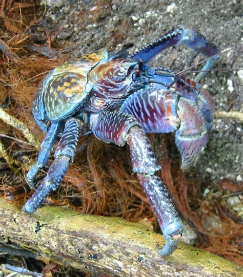 Pin by Paul Phillips on Unique-Strange-Awesome | Coconut crab, Unique animals, Ocean creatures