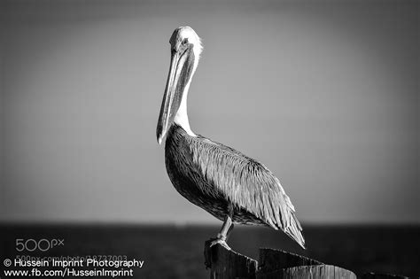 Nigel the Pelican (Finding Nemo) by Sherief Hussein / 500px