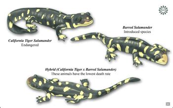 Interbreeding Between Invasive and Native Salamander Species Creates ...