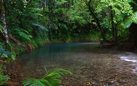 Rainforest Backgrounds - Wallpaper Cave