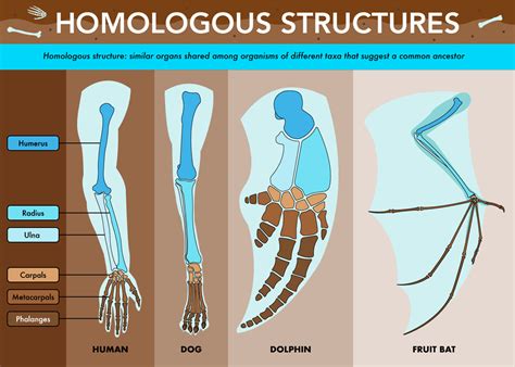 Homologous Structures