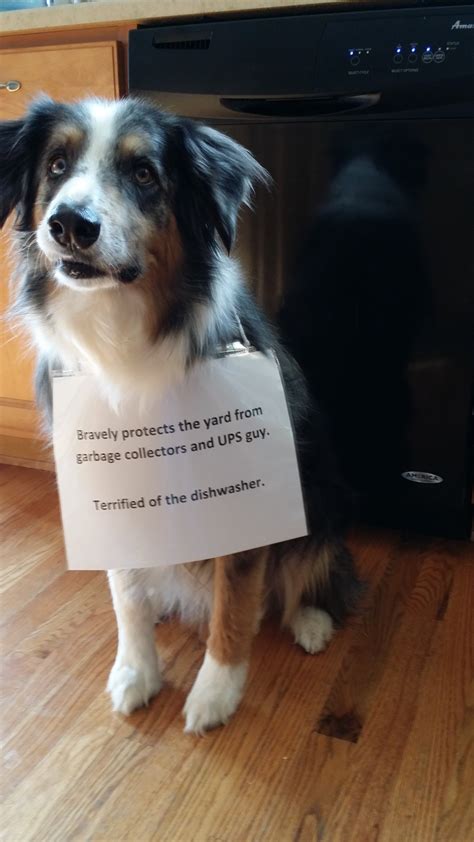 Brave Buck - Dogshaming