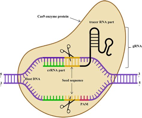 Cas9 Mechanism CRISPR/Cas9, 43% OFF