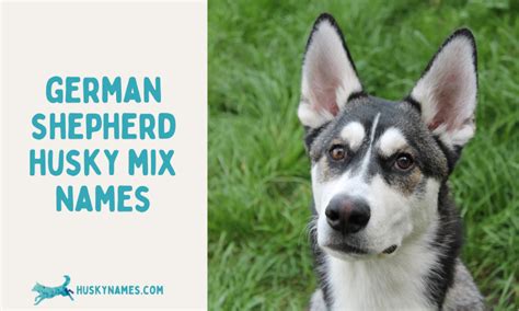 German Shepherd Husky Mix Names – Husky Names