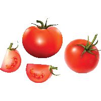 Tomato Vector Free Transparent HQ PNG Download | FreePNGImg