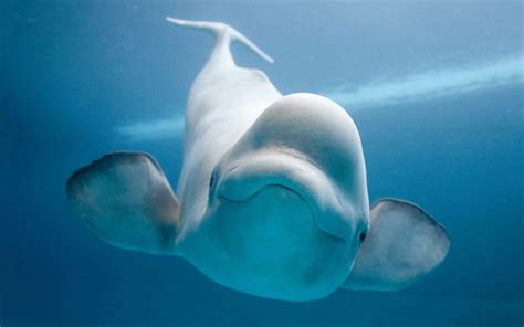 Beluga whale Wallpapers | Pictures | Beluga whale, Whale, Sea animals