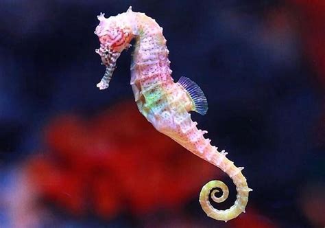 Facts about Seahorse habitat, species, size & reproduction