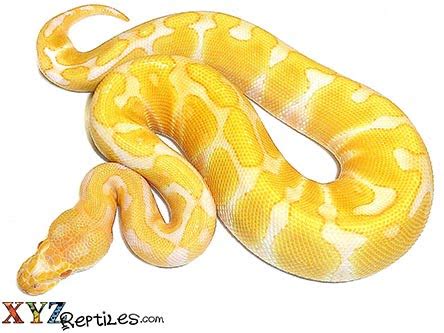 Albino Ball Python For Sale - Marteko