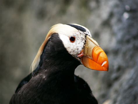 9 Things You Didn't Know About the Puffin in Iceland | What's On in Reykjavik, Iceland